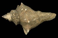 藏品(角香螺)的圖片